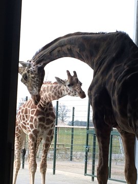 Savannah en Geoffrey 3