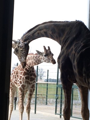 Savannah en Geoffrey 3